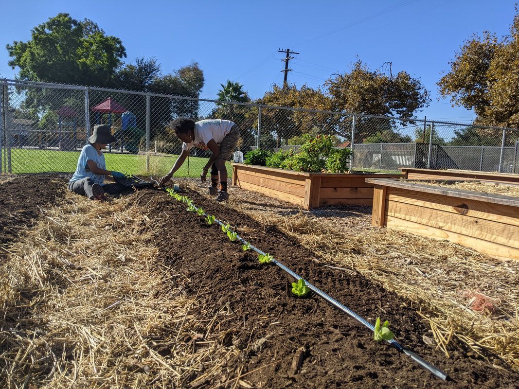 Two people tend to a row of small plants in an outdoor garden with wooden raised beds under a clear blue sky.