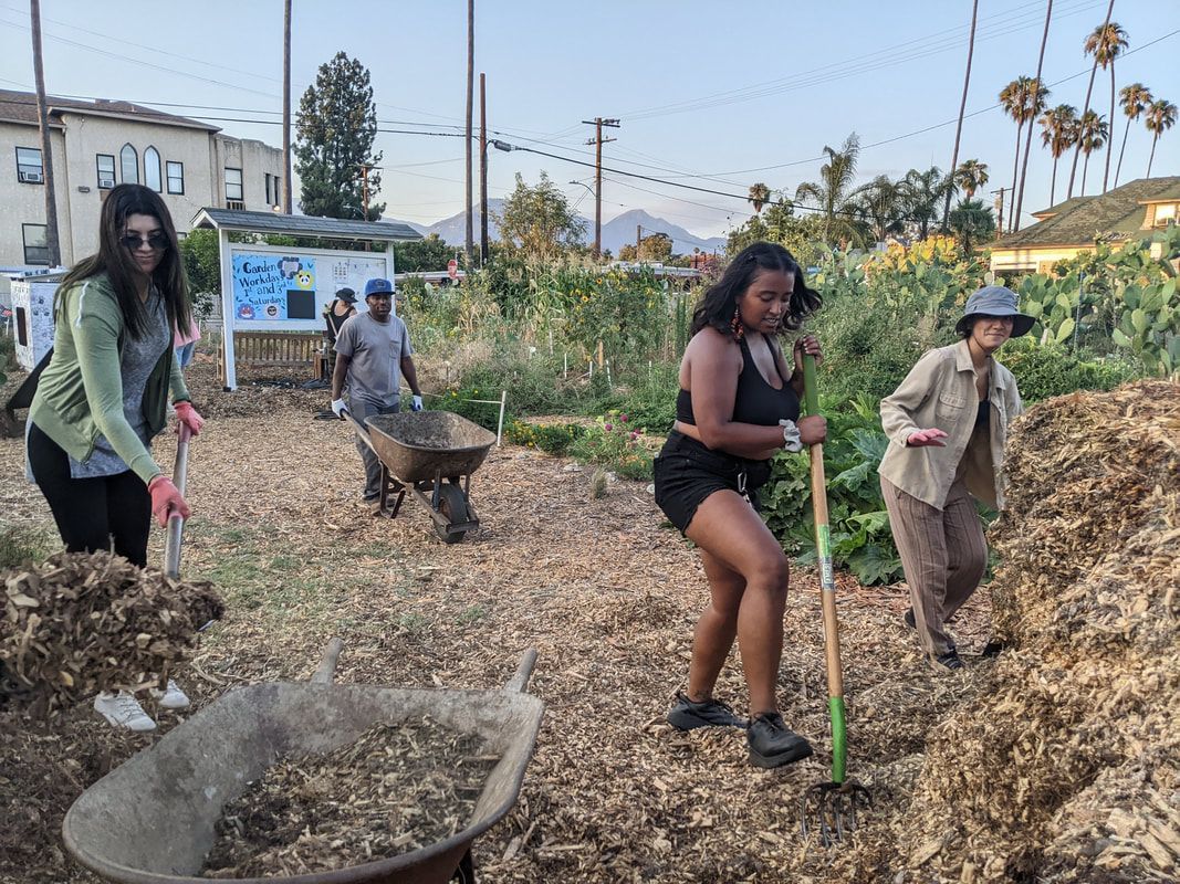 Four people gardening in an outdoor lot, using tools to move mulch into wheelbarrows on a sunny day.