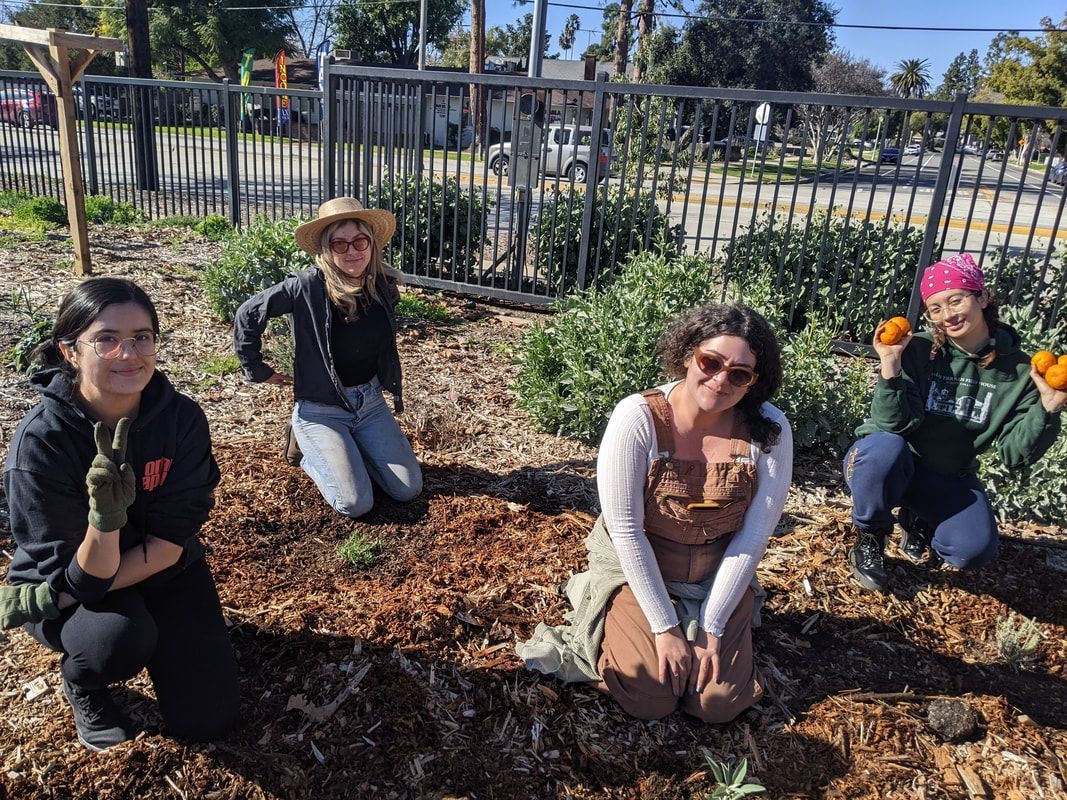 Four people smile while kneeling in a garden bed covered in wood chips, with some holding small orange citrus fruits.