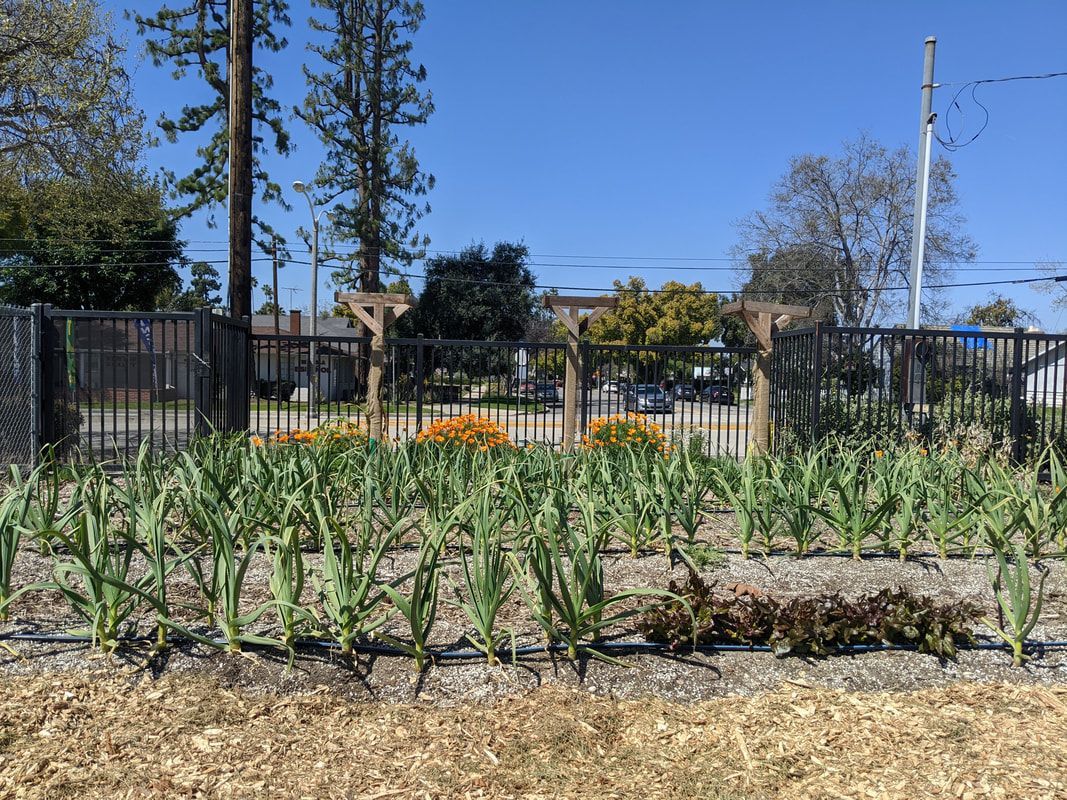 A garden with rows of tall green plants, orange flowers in the background, and a black metal fence under a clear blue sky.