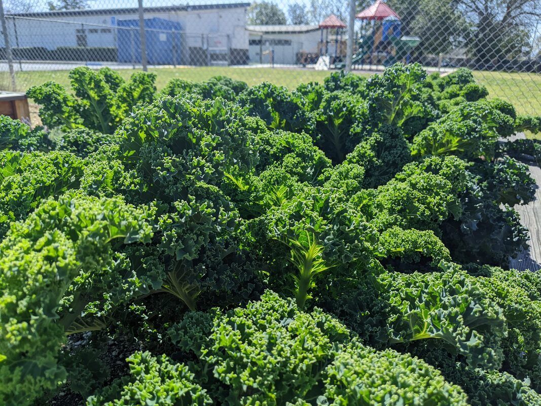 A dense patch of vibrant, curly green kale growing in an outdoor garden bed, with a playground visible in the background.