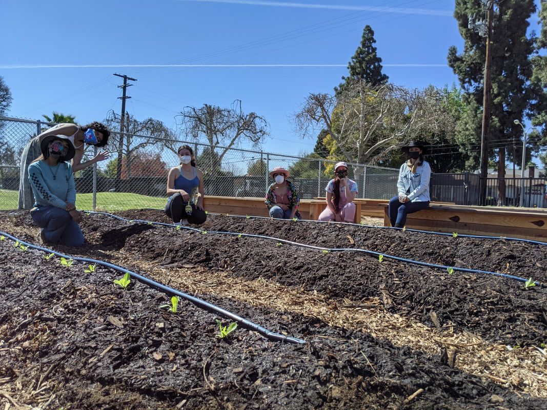 Five people wearing masks crouch in a garden row behind drip irrigation lines on a sunny day.