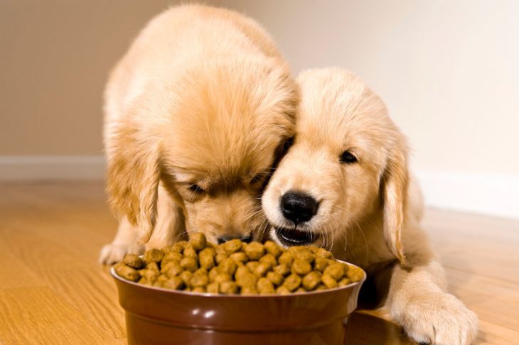 Two golden retriever puppies eating kibble from a brown bowl on a wooden floor.
