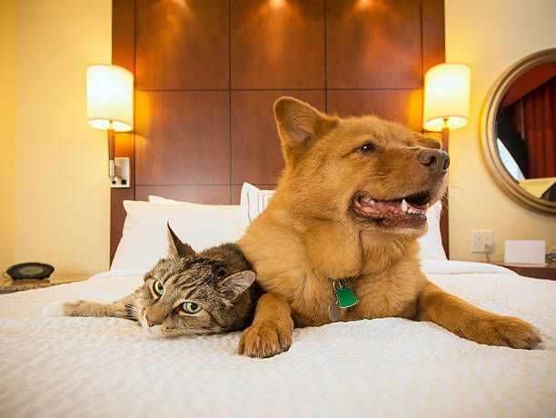 Dog and cat cuddle on a hotel bed, lit by lamps. The dog is tan, the cat is tabby.