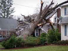 A large tree that has fallen on a house