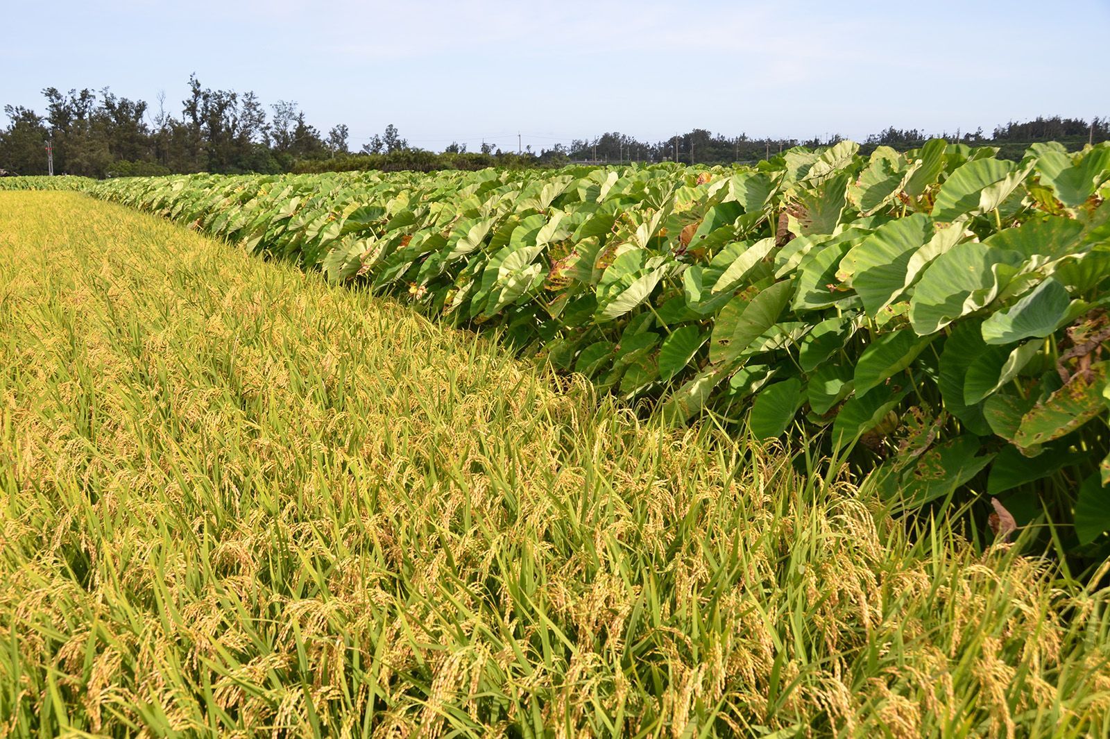 一片稻田和芋頭田，背景是藍天。