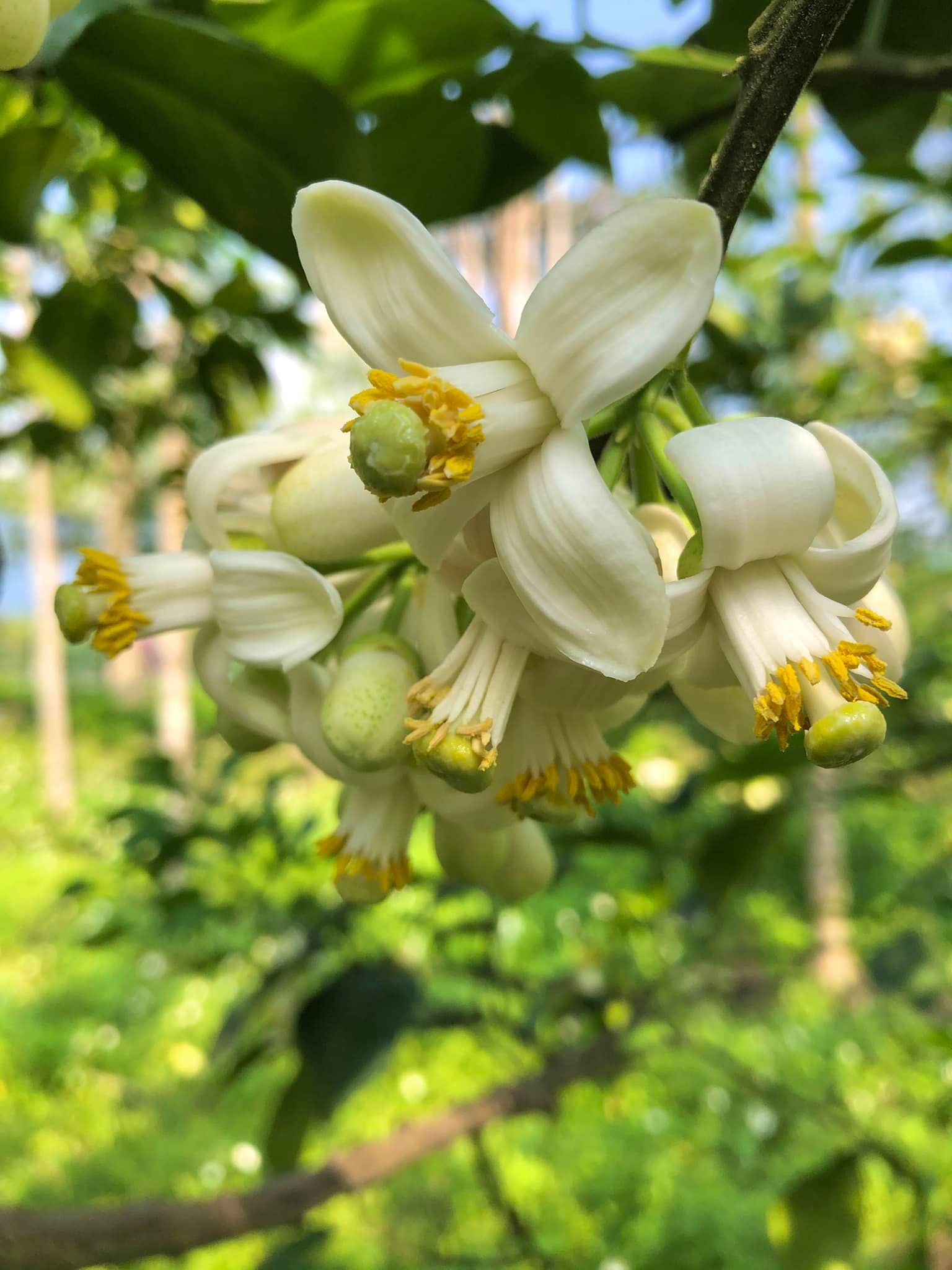 清風茶行-柚花茶茶包15入