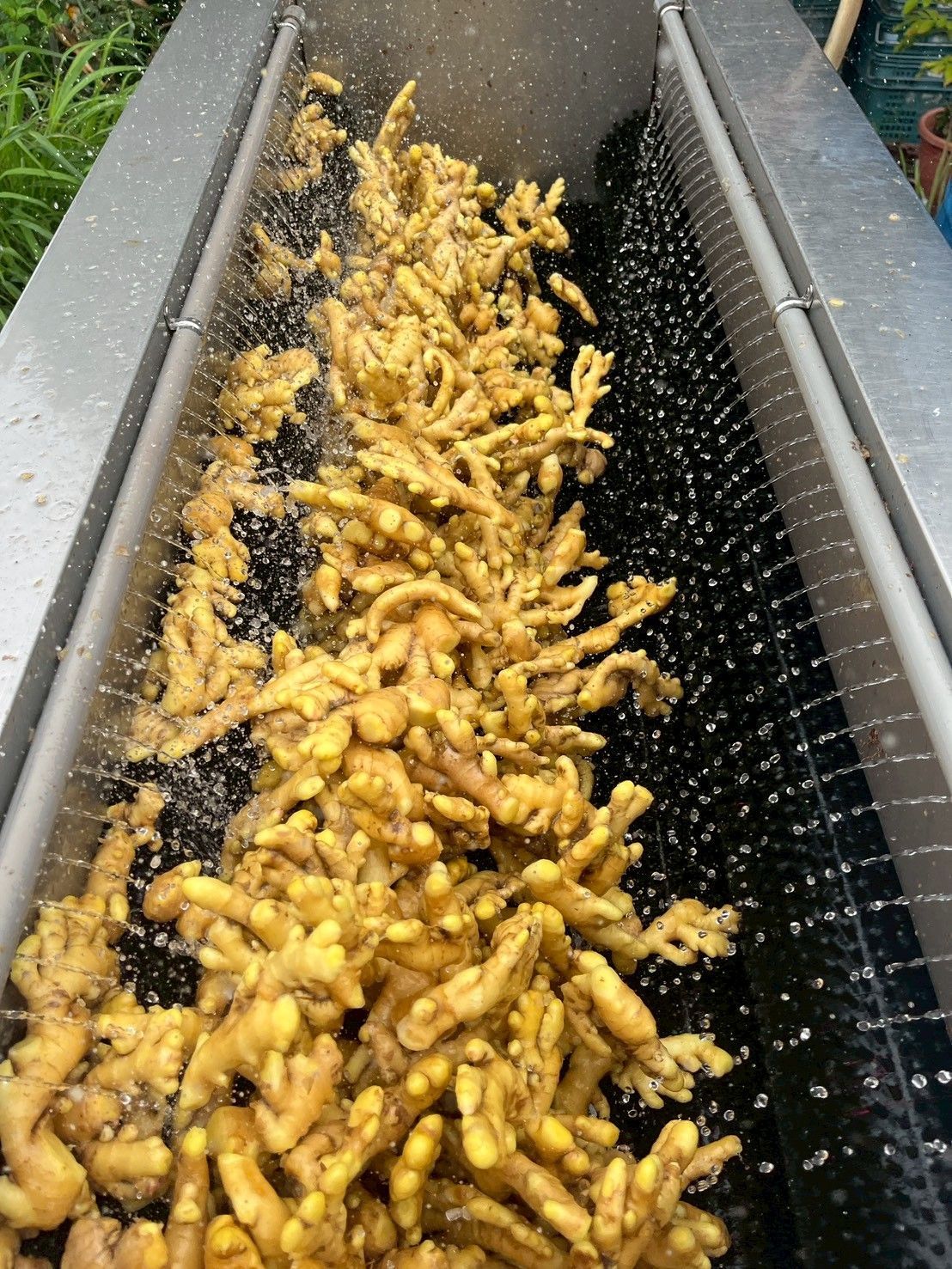 四季福薑-竹薑粉