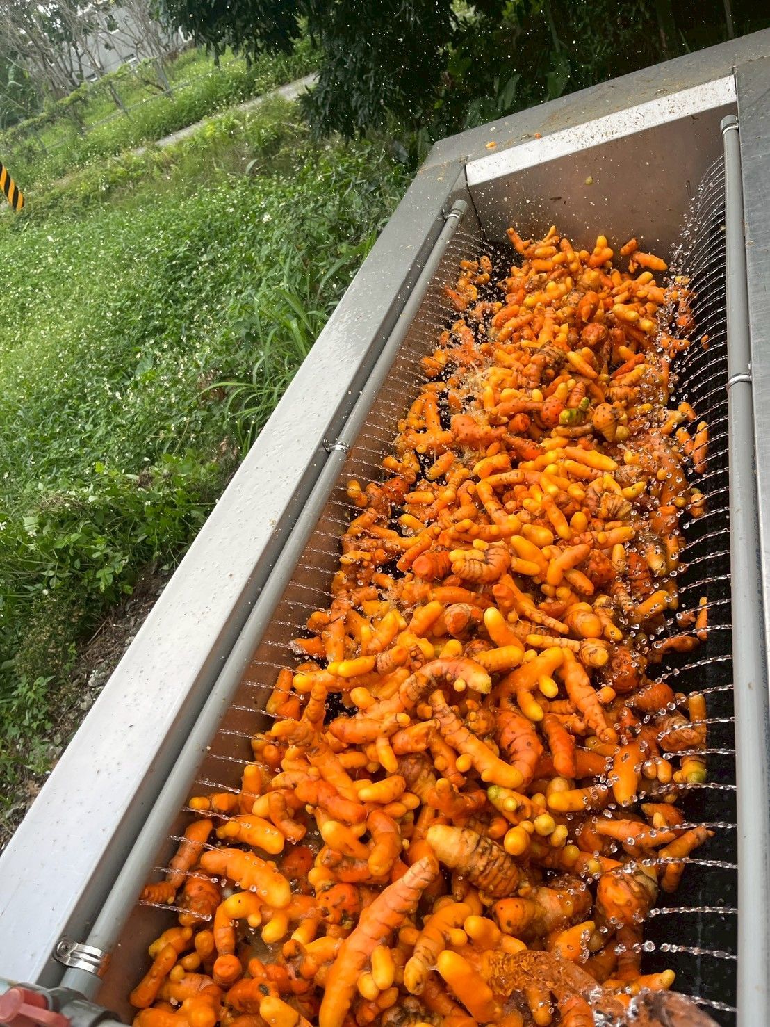 四季福薑-紅薑黃粉