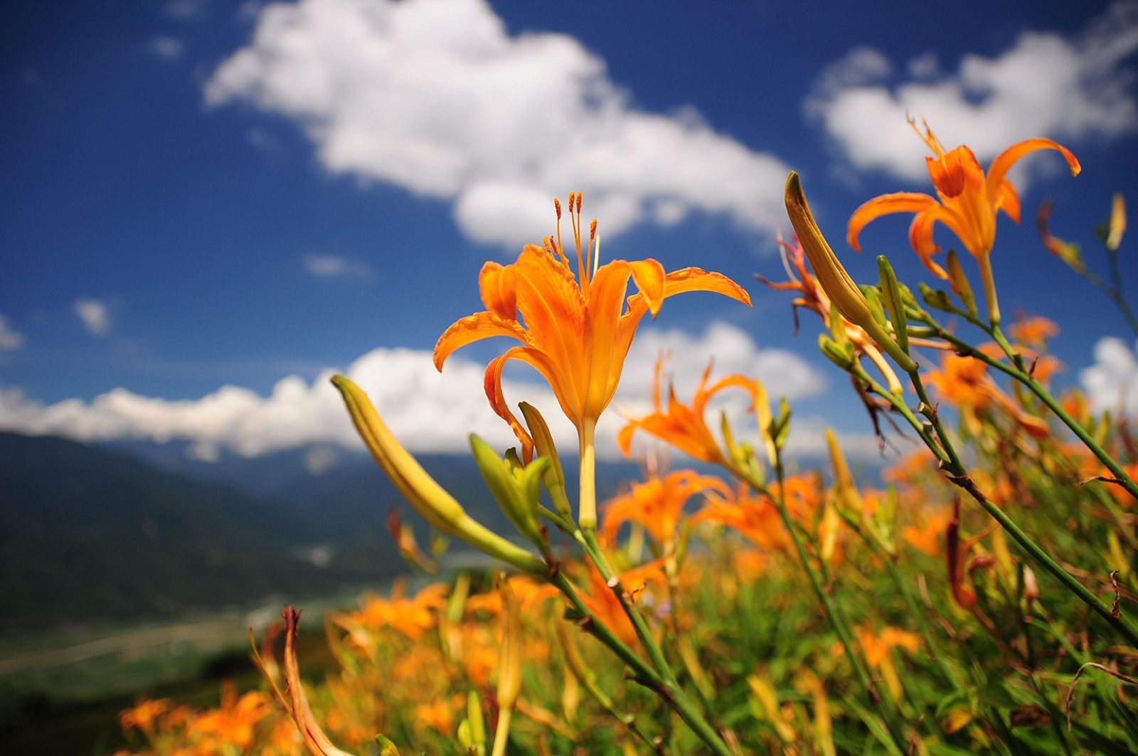 一片橘色的花田，背景是藍天