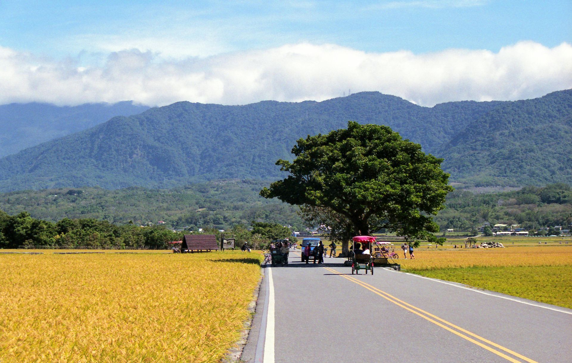 一條路，路邊有一棵樹，背景是山
