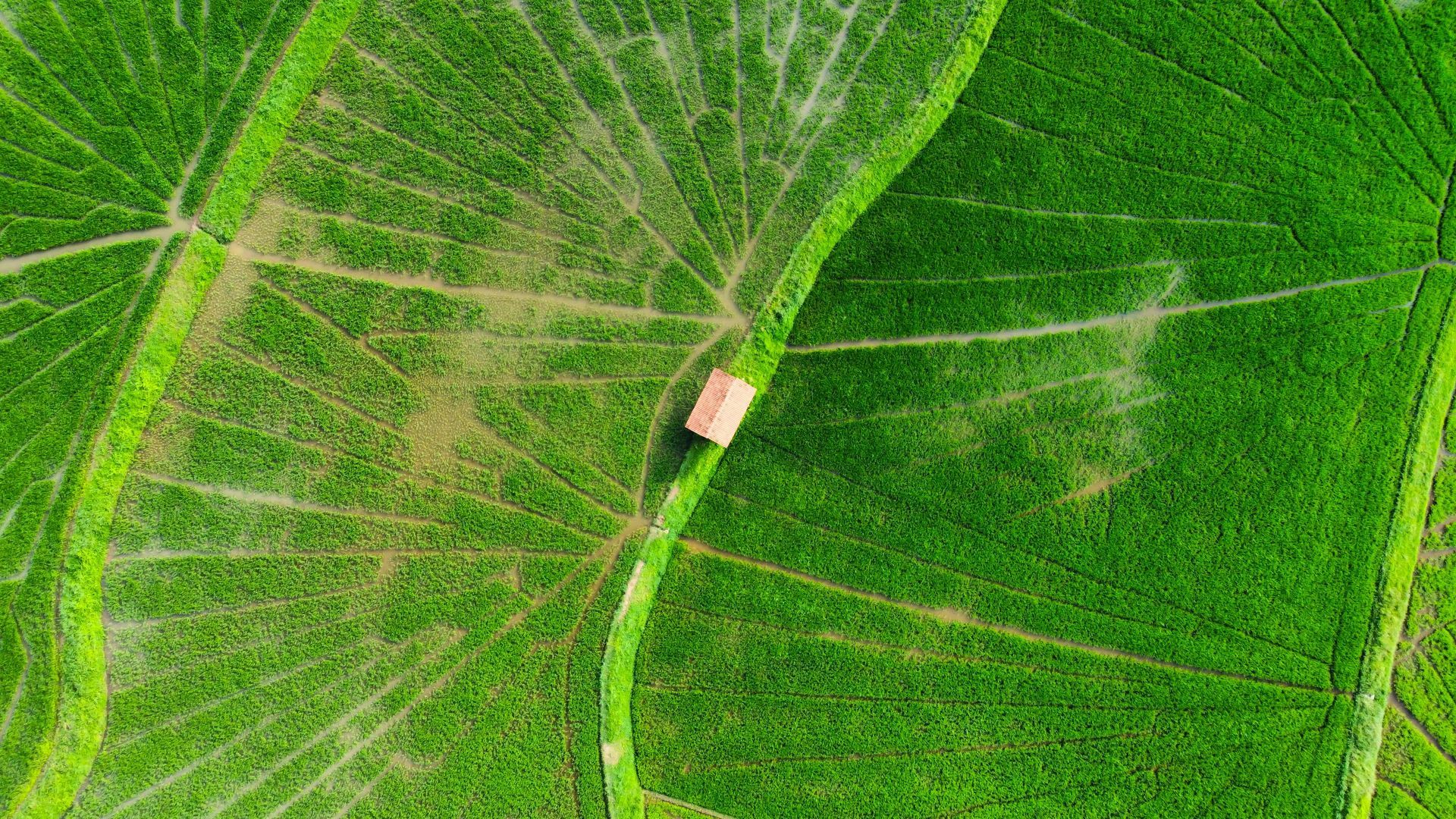 一片鬱鬱蔥蔥的綠色田野的鳥瞰圖，中間有一座小房子。