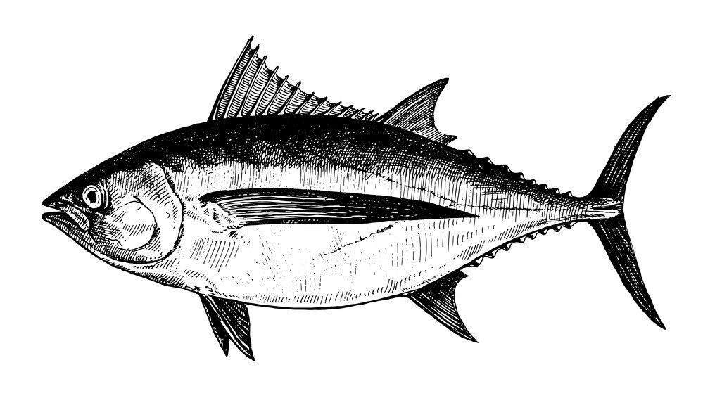 Albacore tuna