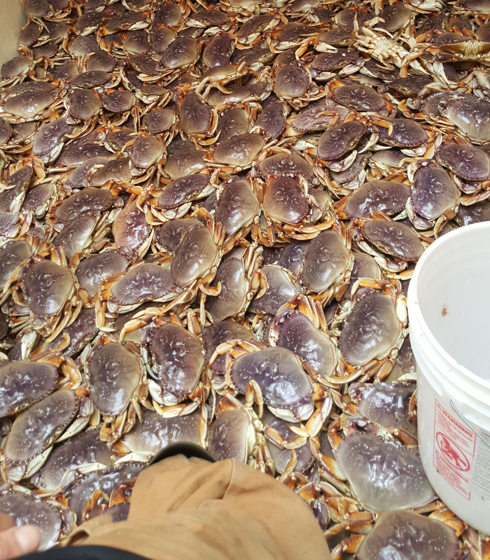 Crab hatch