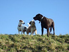 doggy day care - Calne - Happy at Home Pet care - Dogs on Hill