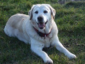 care for exotics - Calne - Happy at Home Pet care - Labrador