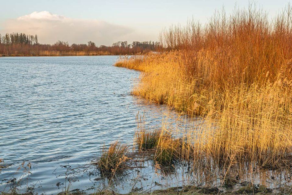 piante acquatiche depuranti