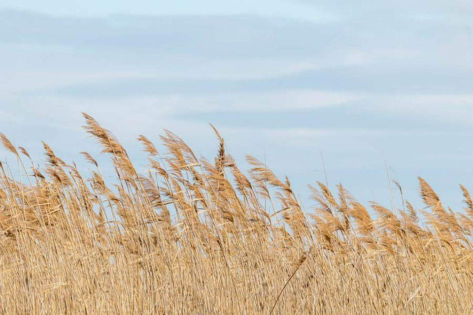 piante acquatiche per la fitodepurazione