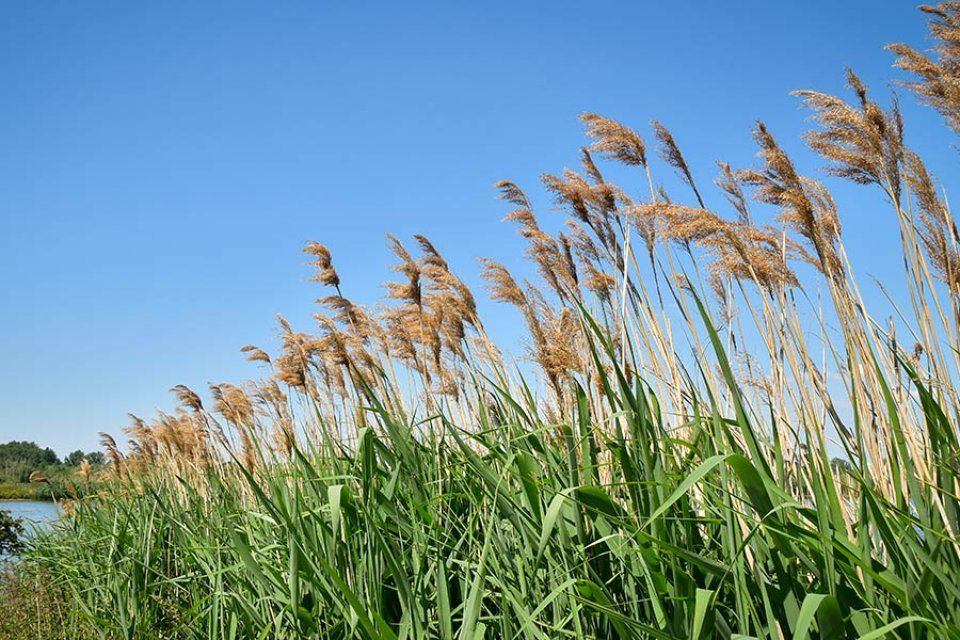 pianta per fitodepurazione