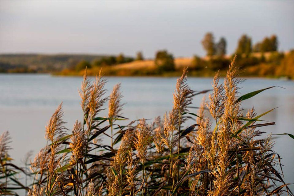 pianta fitodepurazione