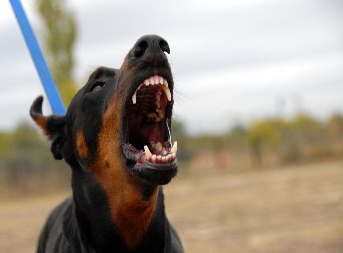 Dog Barking — Commerce, CA — Lopez Law Group