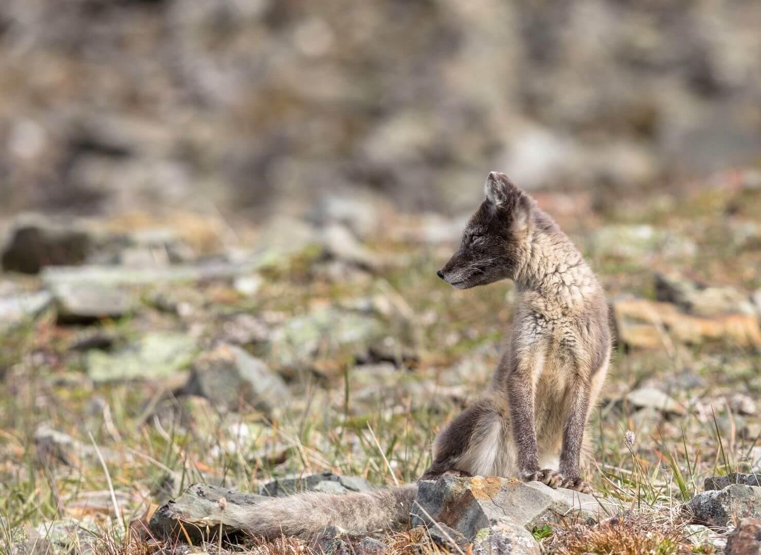 Adaptations That Help Animals Survive In Their Climate EdZOOcating Adventures