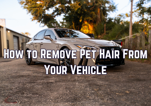 How to Remove Pet Hair From Your Vehicle