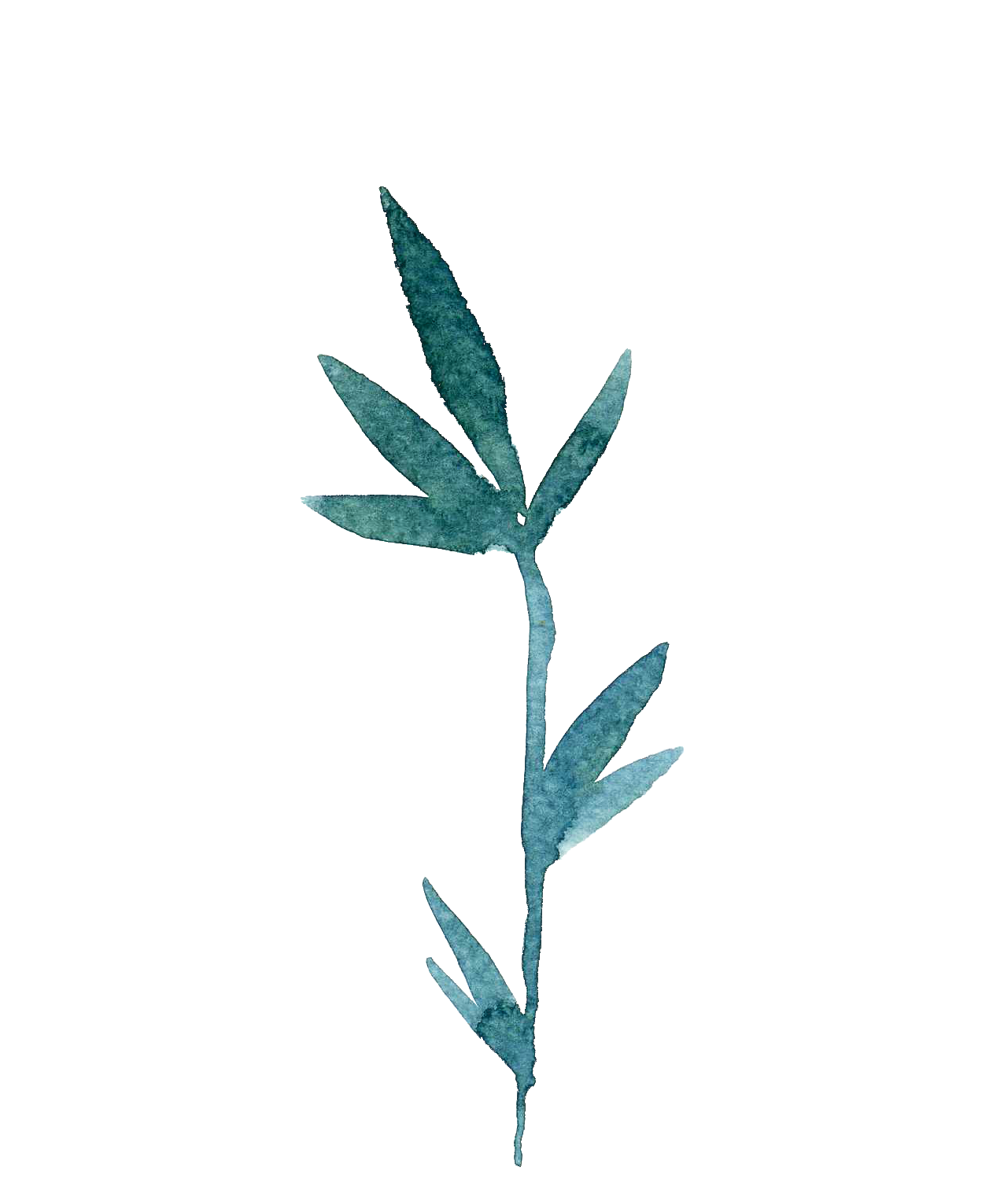 Watercolor-style illustration of a green fern leaf with multiple leaflets.