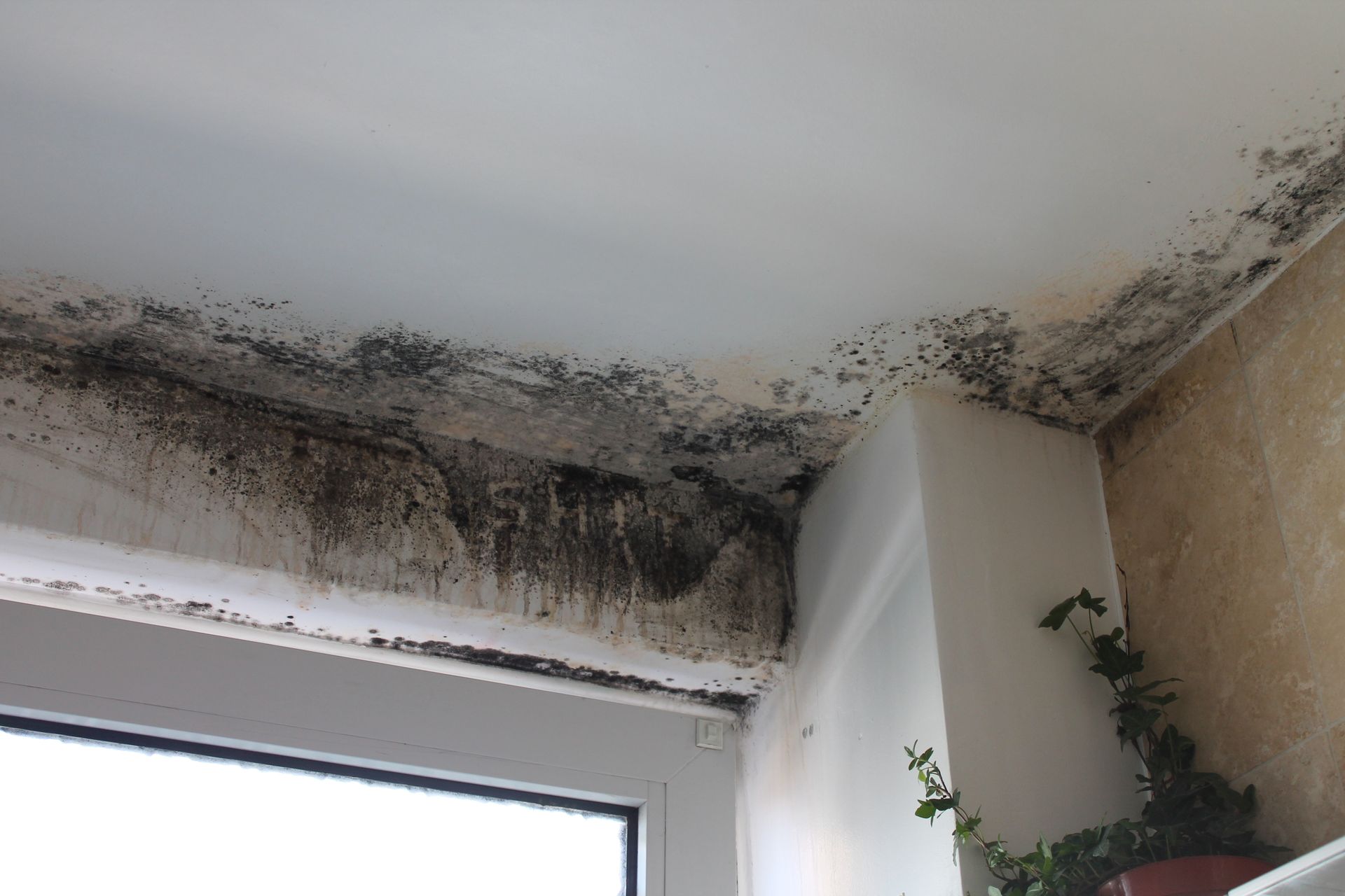 Mold Remediation Services 