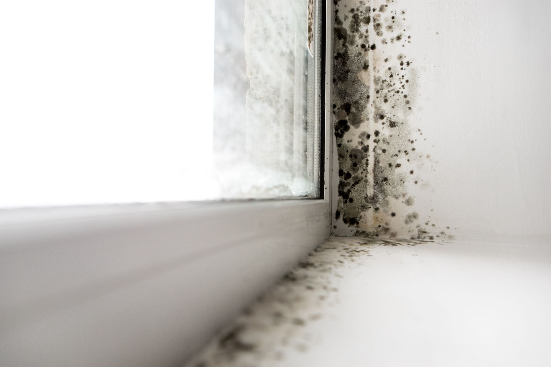 Why You Should Not Ignore Mold