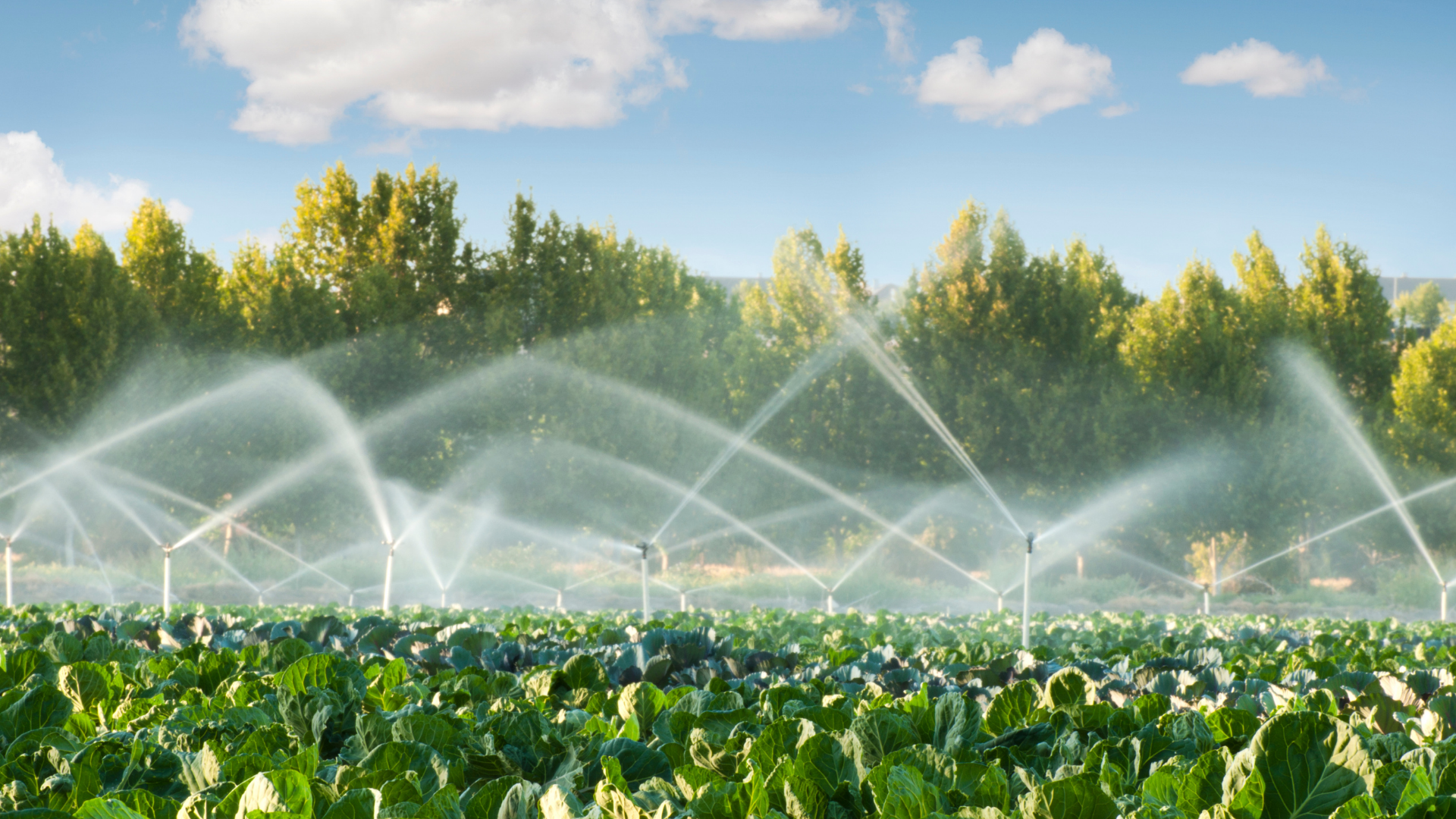 A field of cabbage is being watered with sprinklers.
