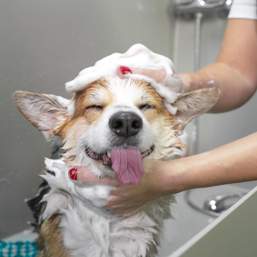 Regular pet grooming isn't just about keeping your furry friend looking sharp. 