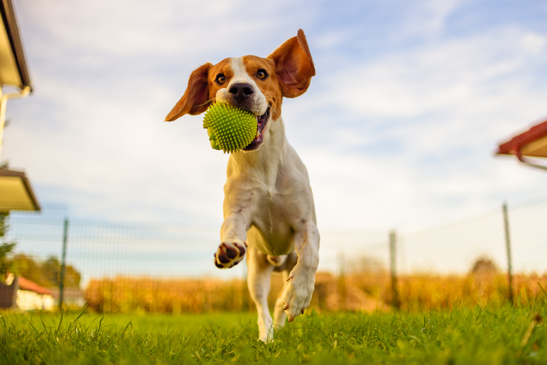 Unleash the Fun: Your Guide to Pet-Friendly Fun in Oklahoma City!