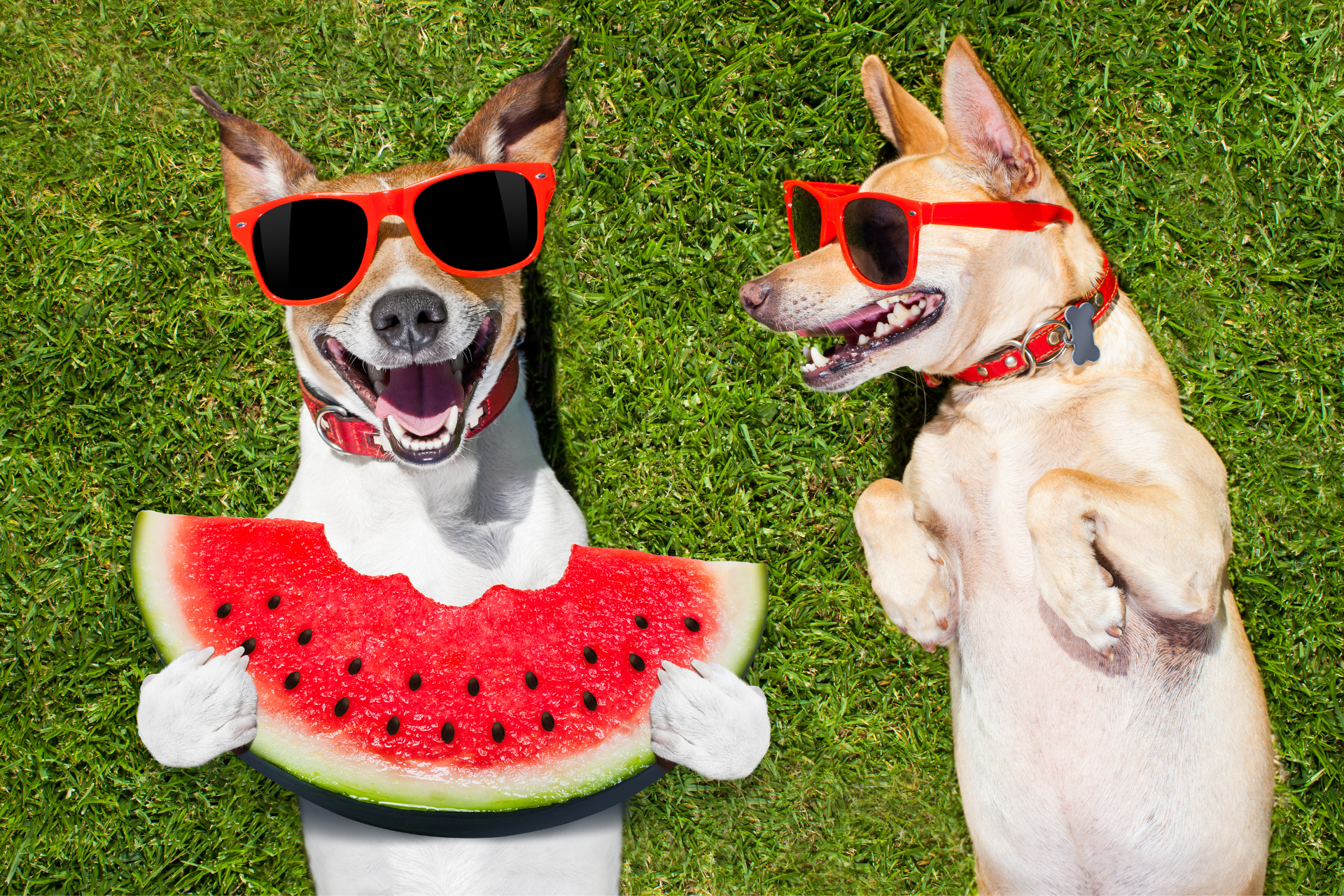 Summer Grooming Tips for Your Oklahoma Pets