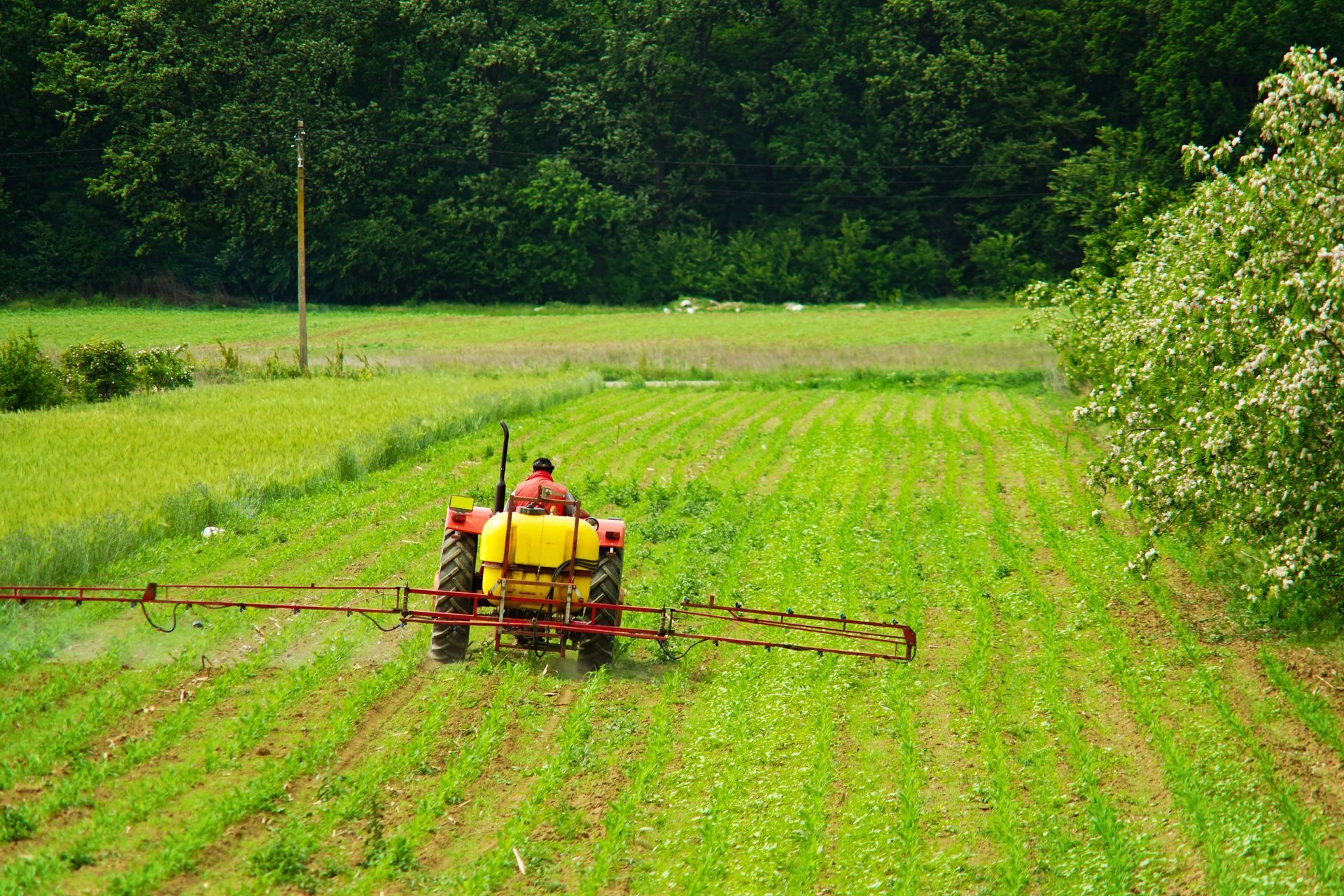 A man is spraying a field with a tractor.