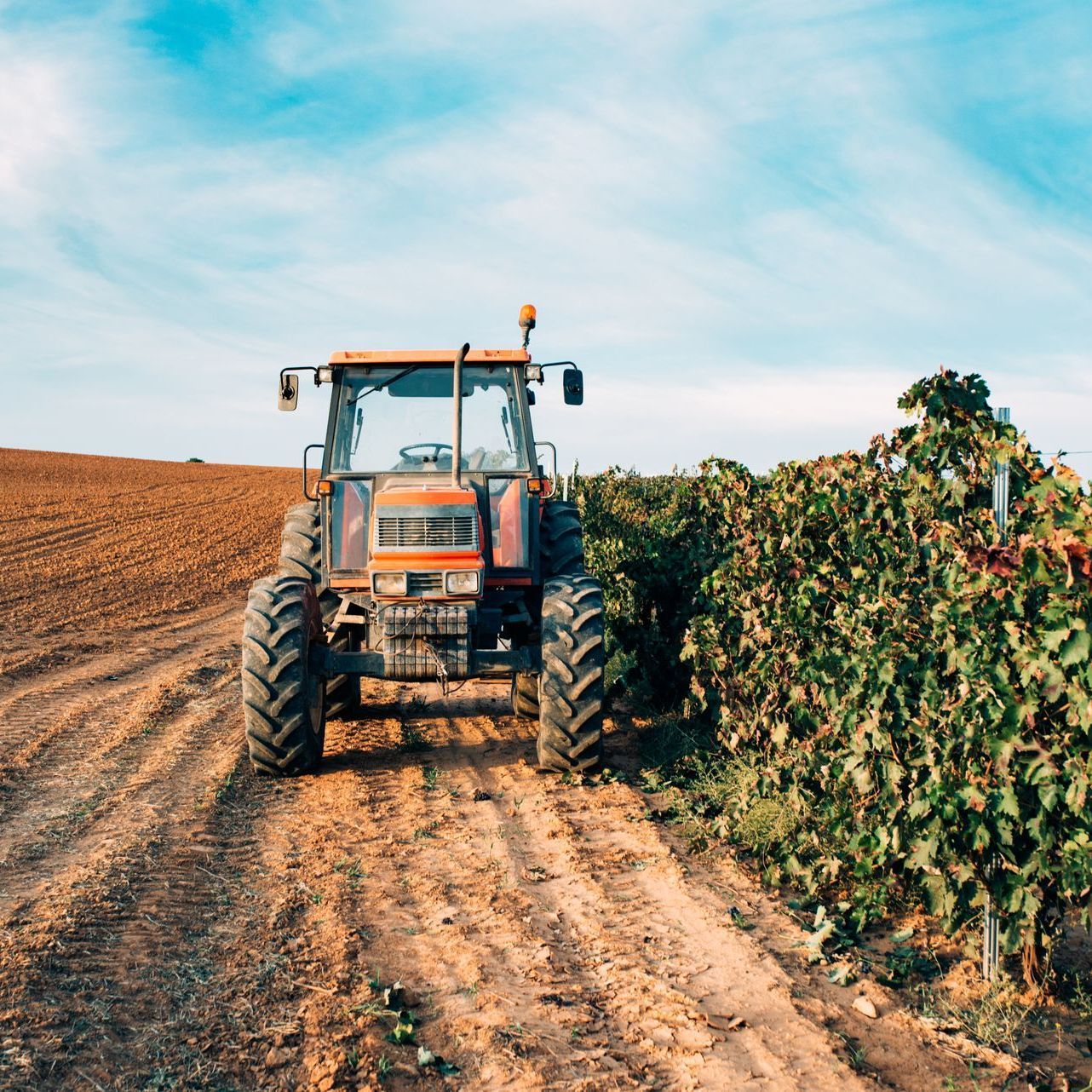 A tractor is driving down a dirt road in a field.