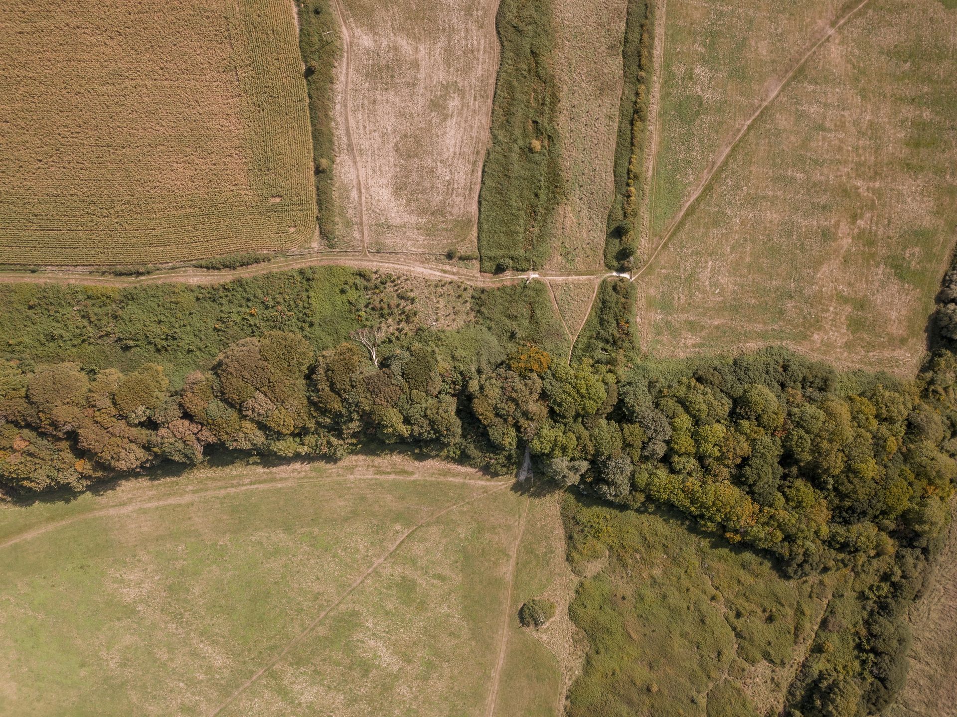 An aerial view of a field with trees and a road.