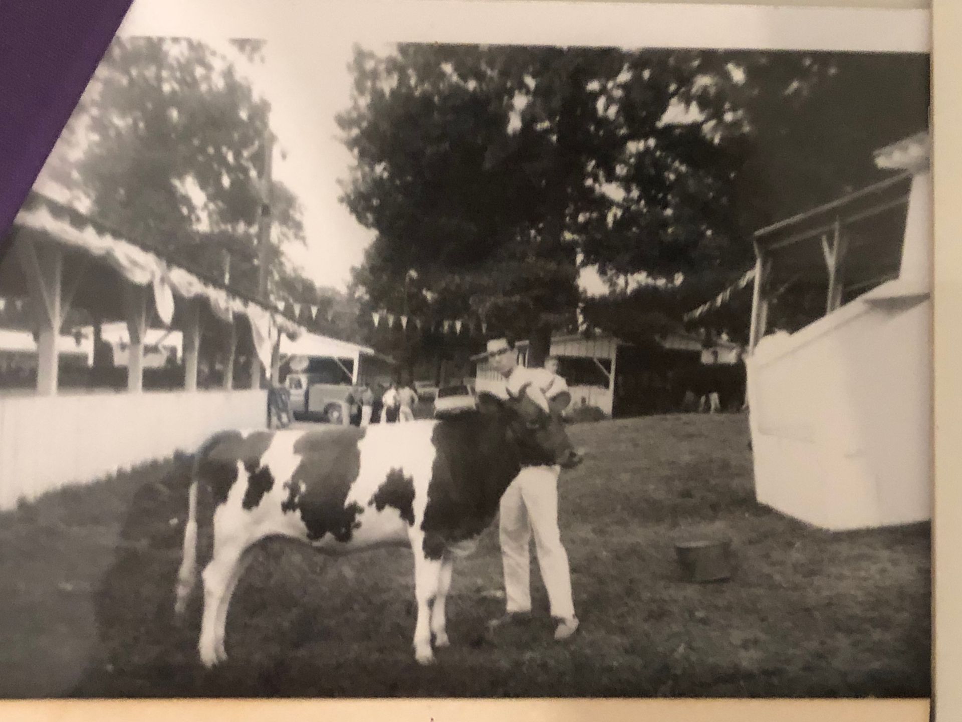In 1964 at the Montgomery County fair Retirement’s Marjean my Guernsey heifer won Jr
Champion and th