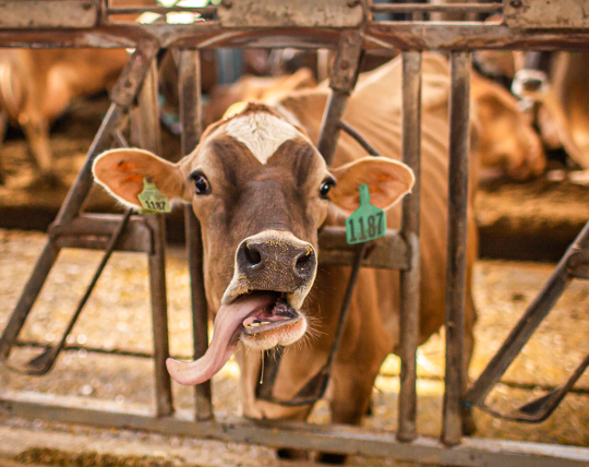 Dairy cow with open mouth