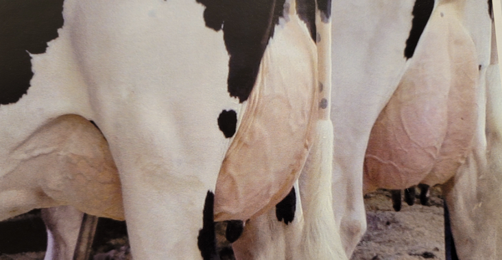 Udder of dairy cows
