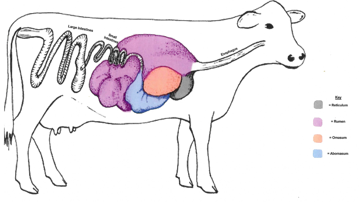 A diagram of a cow 's digestive system showing the different parts of the cow 's body.
