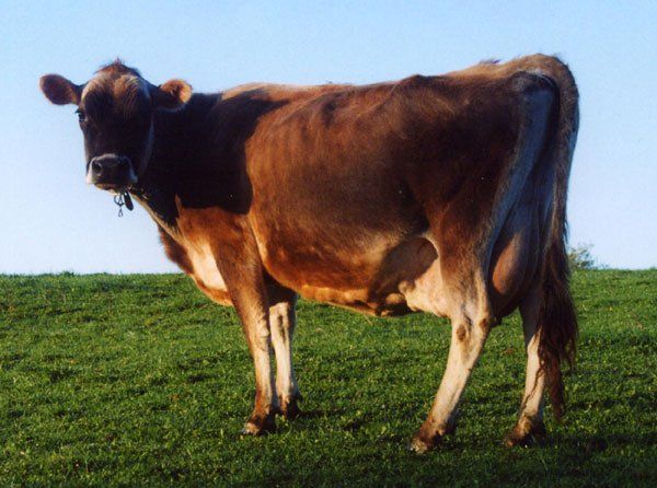 Mrs. T. dairy cow