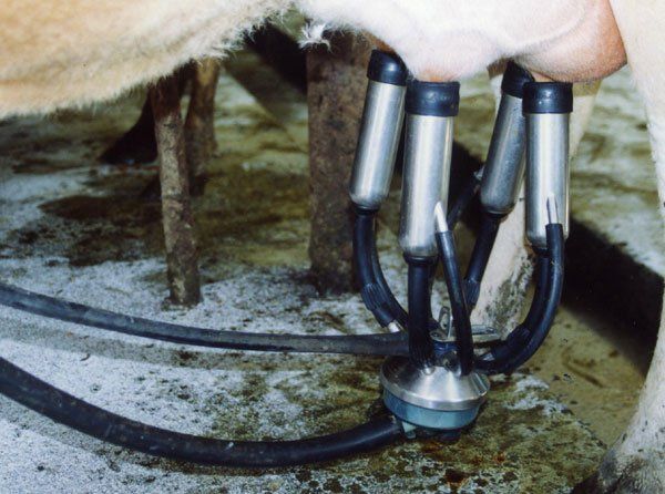 The cow udders must be cleaned before the milking starts