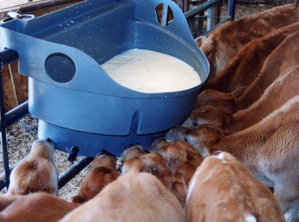 After milking, there is plenty of milk for young calves