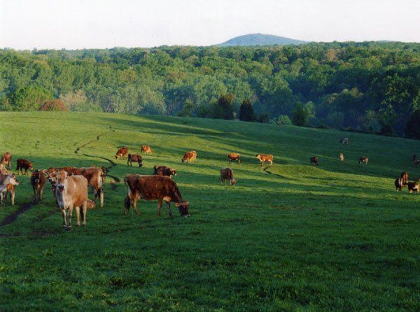 Dairy Cows in a field in part of Montgomery County, MD near Sugar Loaf Mountain
