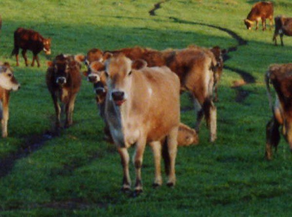 Jersey cows in the field