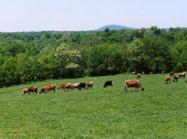 Jersey and Brown  Swiss Dairy Cows in a field in part of Montgomery County, MD near Sugar Loaf Mountain