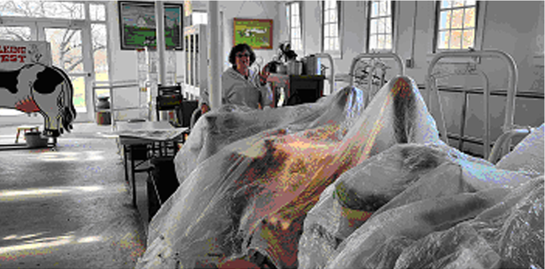 A woman is covering a statue of a cow and other MOOseum exhibits in plastic.