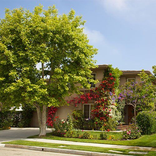 Different Trees And Flowers — Royal Oaks, CA — Hubbell Landscaping