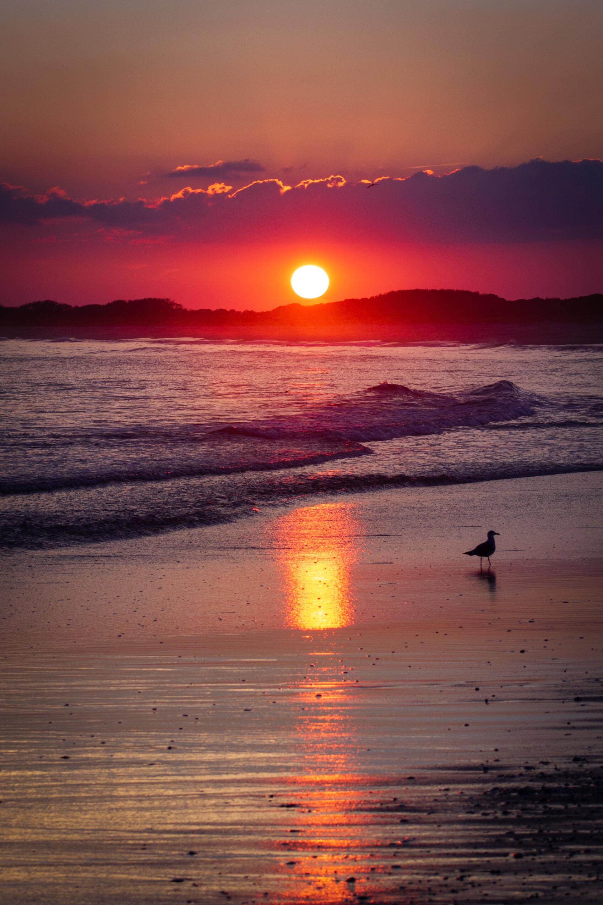 A seagull is standing on the beach at sunset.